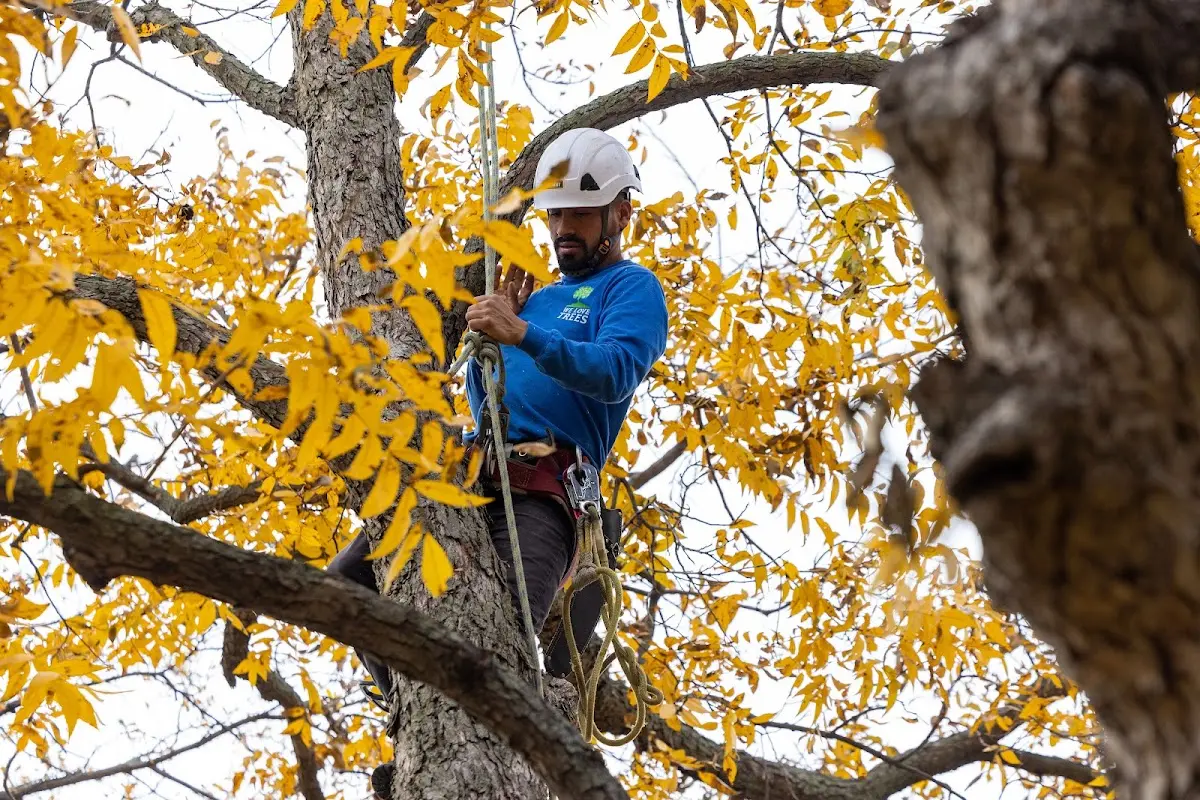 Skilled Tree Transplanting crew working in Wolverton